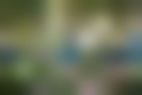 The garden (blurred)